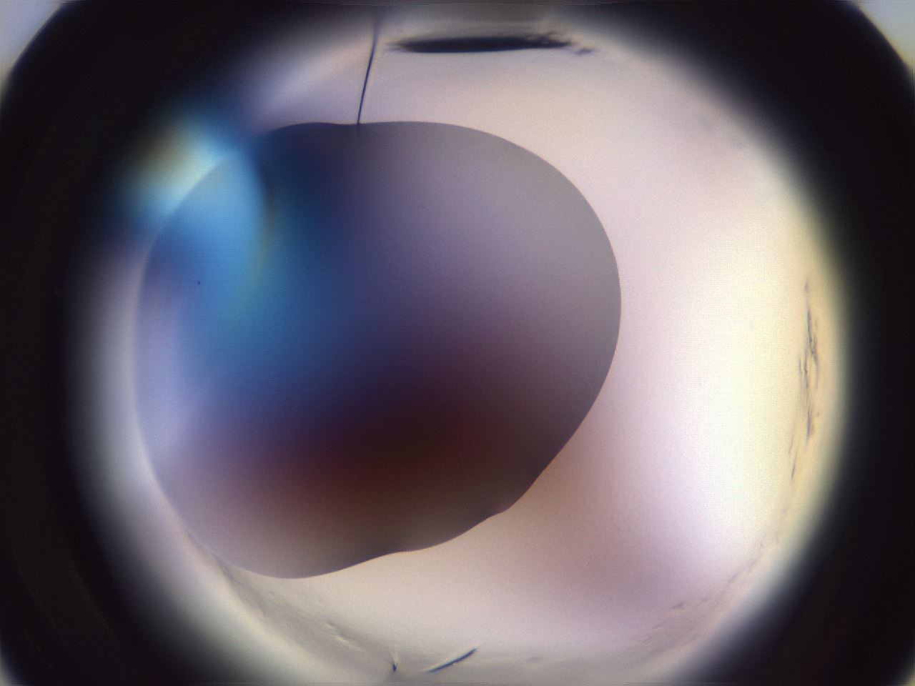 folderID603_plateID2603_batchID13168_wellNum10_profileID1_d3_r201350_ef.jpg