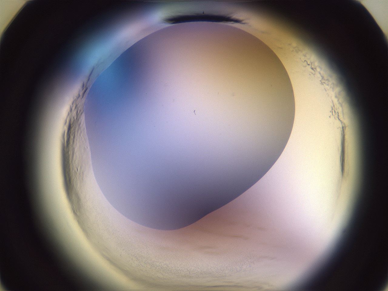 folderID603_plateID2603_batchID13168_wellNum11_profileID1_d3_r201353_ef.jpg
