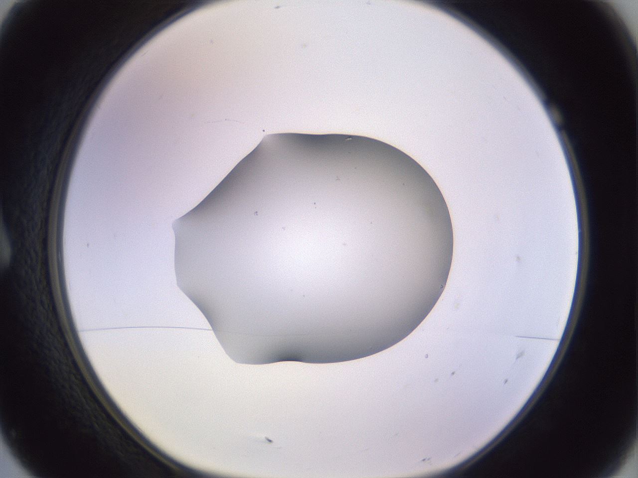 folderID603_plateID1603_batchID6730_wellNum7_profileID1_d1_r106368_ef.jpg