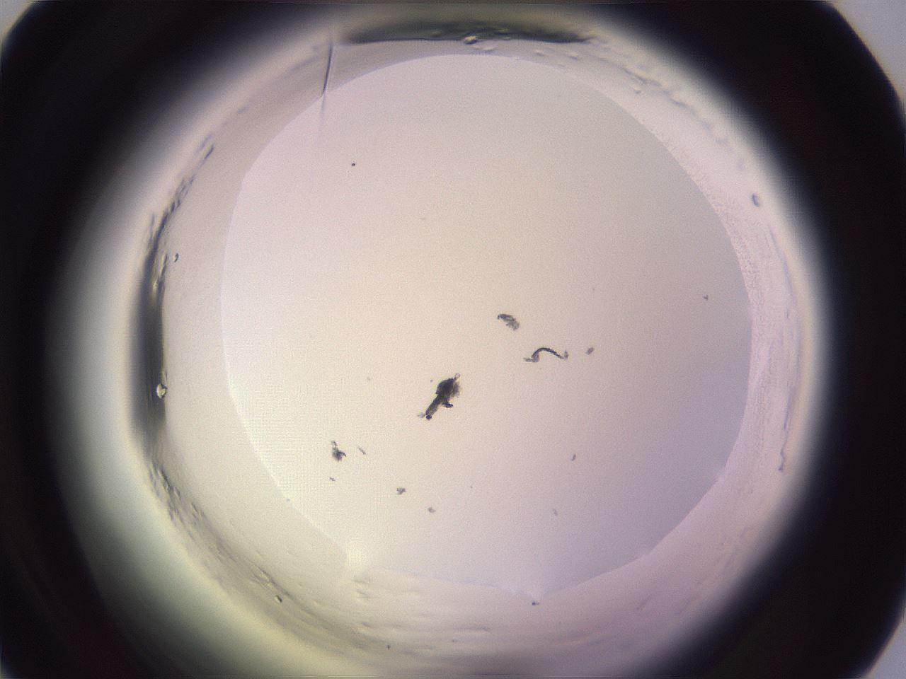 folderID603_plateID2603_batchID13168_wellNum38_profileID1_d1_r201432_ef.jpg