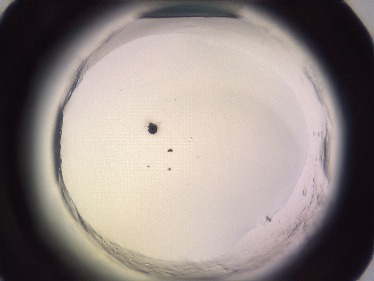 folderID603_plateID2603_batchID13168_wellNum49_profileID1_d1_r201465_ef.jpg