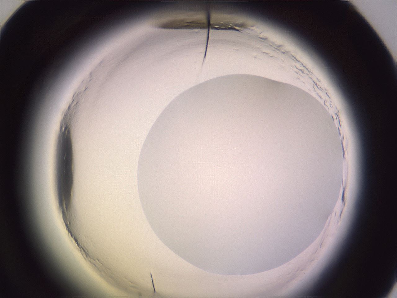 folderID603_plateID2603_batchID13168_wellNum60_profileID1_d1_r201498_ef.jpg