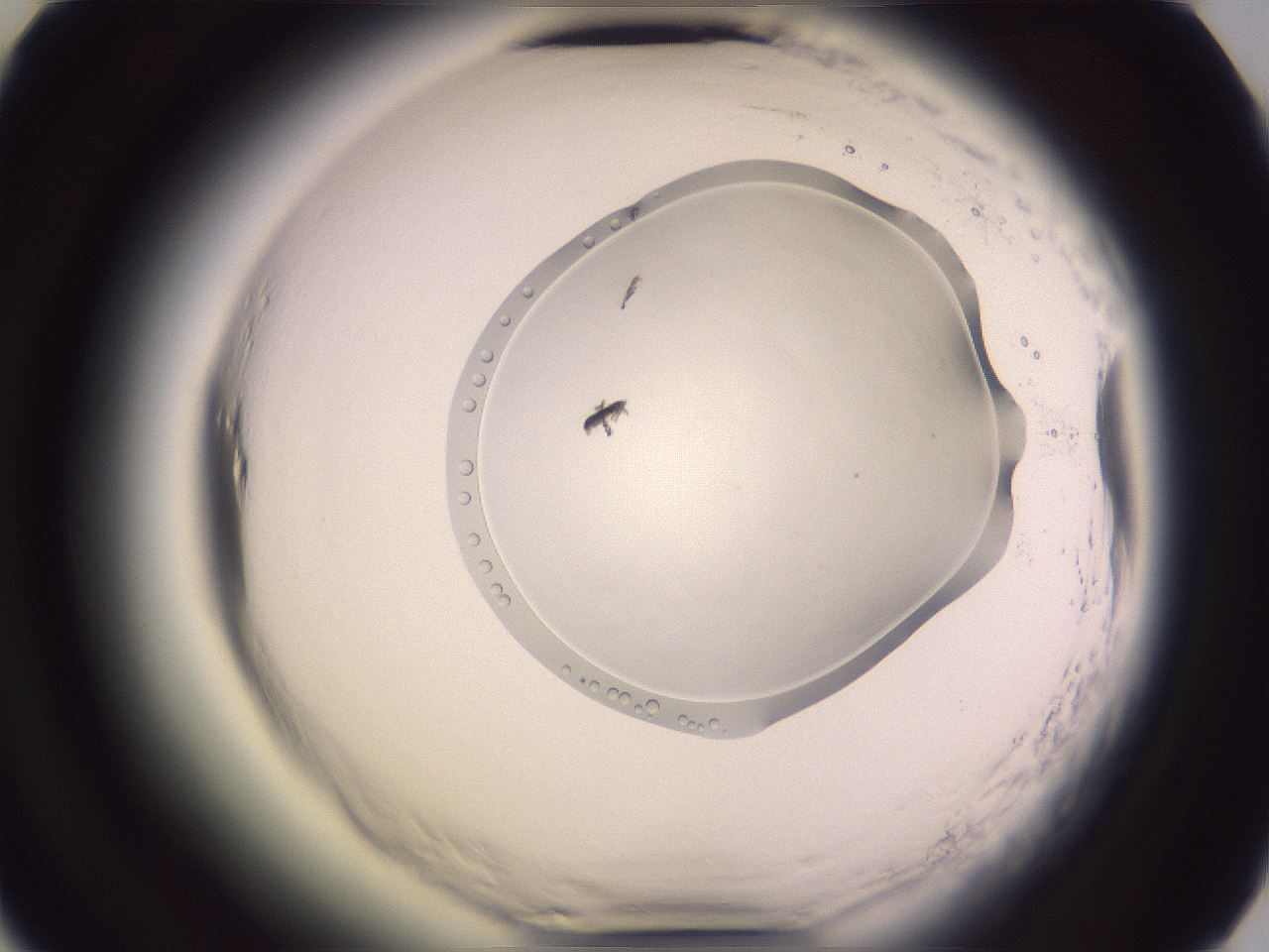 folderID603_plateID2603_batchID13168_wellNum61_profileID1_d2_r201502_ef.jpg