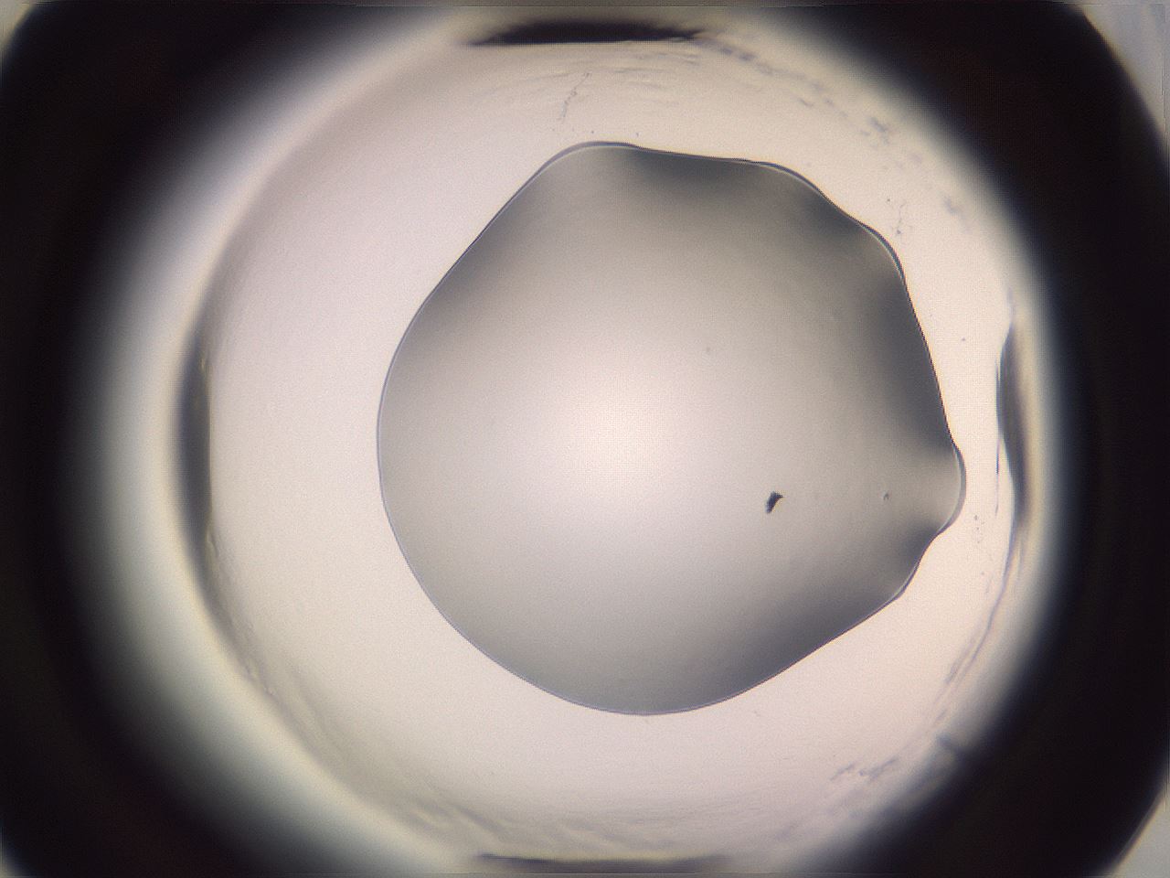 folderID603_plateID2603_batchID13168_wellNum61_profileID1_d3_r201503_ef.jpg