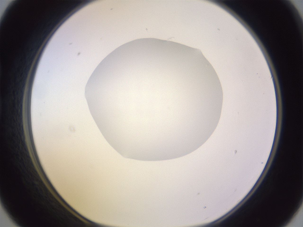 folderID604_plateID1604_batchID6727_wellNum21_profileID1_d1_r105820_ef.jpg