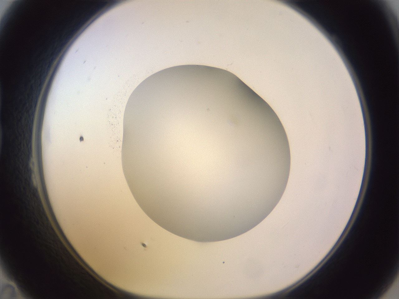 folderID604_plateID1604_batchID6727_wellNum23_profileID1_d1_r105824_ef.jpg