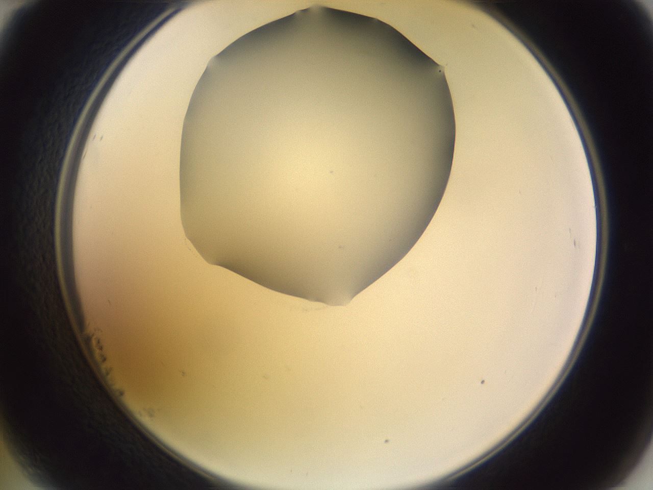 folderID604_plateID1604_batchID6727_wellNum23_profileID1_d2_r105825_ef.jpg
