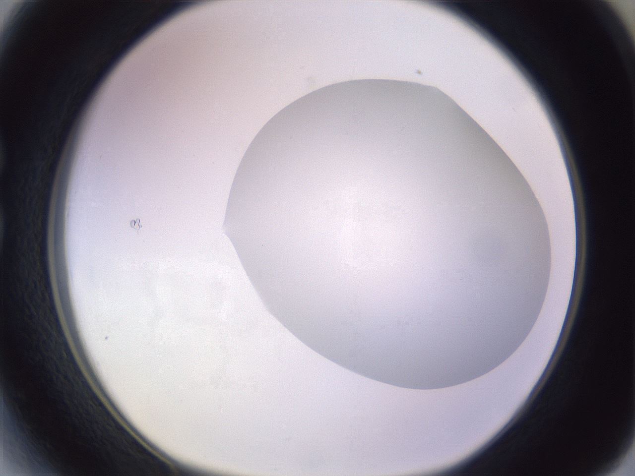 folderID604_plateID1604_batchID6727_wellNum27_profileID1_d1_r105832_ef.jpg