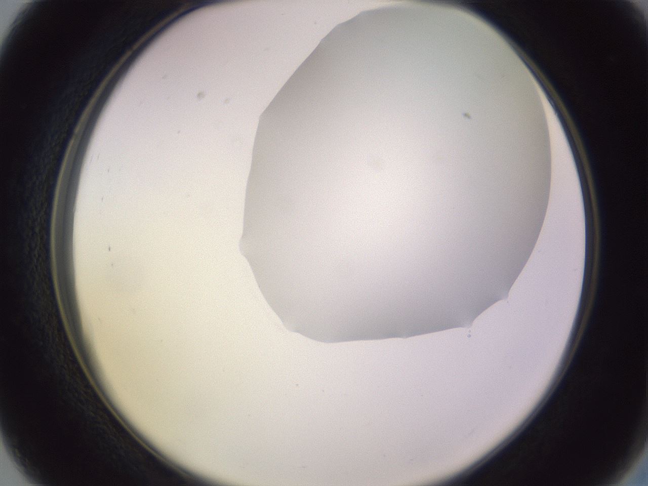 folderID604_plateID1604_batchID6727_wellNum27_profileID1_d2_r105833_ef.jpg