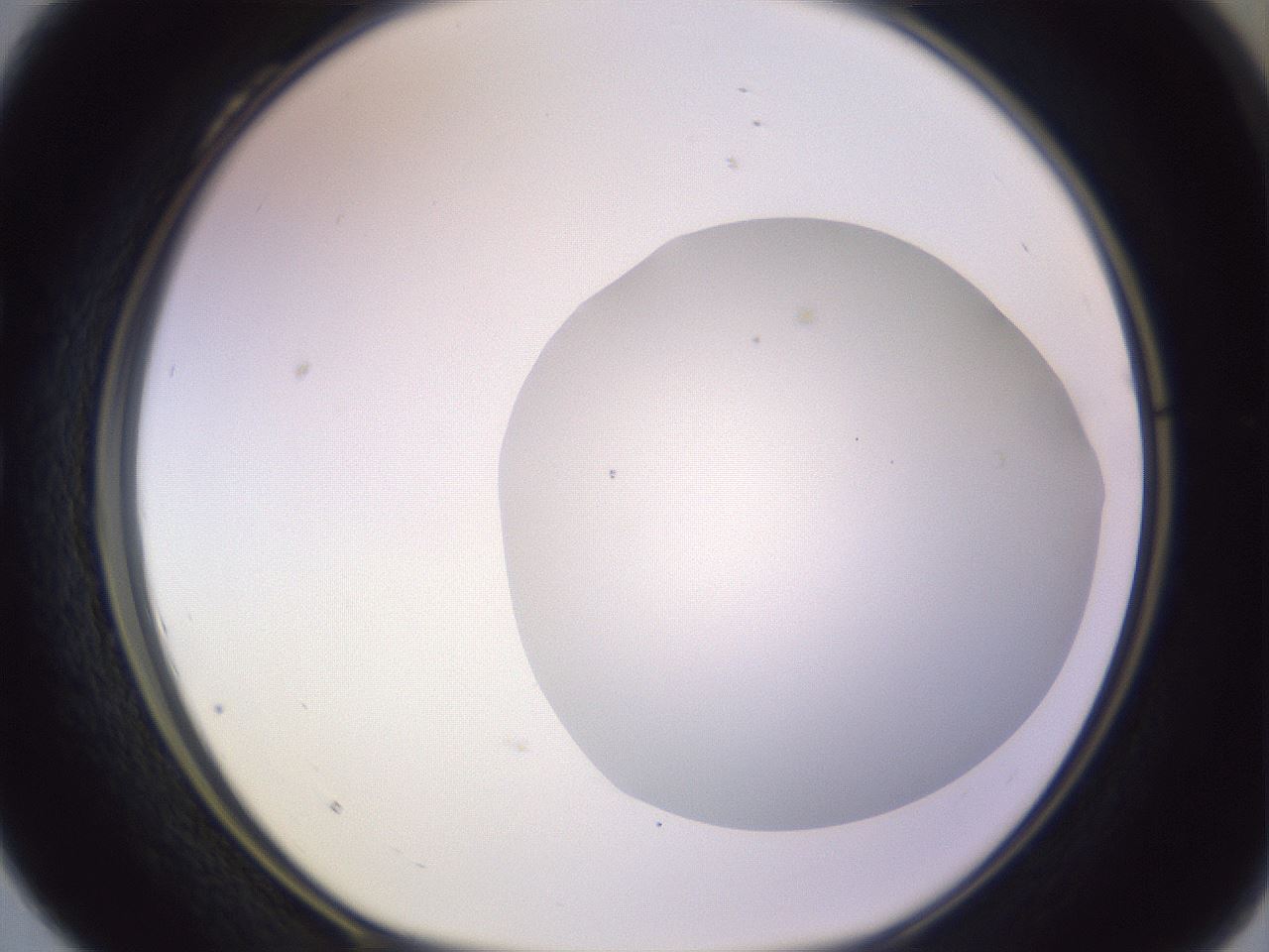 folderID604_plateID1604_batchID6727_wellNum28_profileID1_d1_r105834_ef.jpg