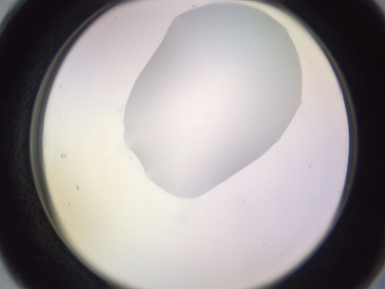 folderID604_plateID1604_batchID6727_wellNum28_profileID1_d2_r105835_ef.jpg