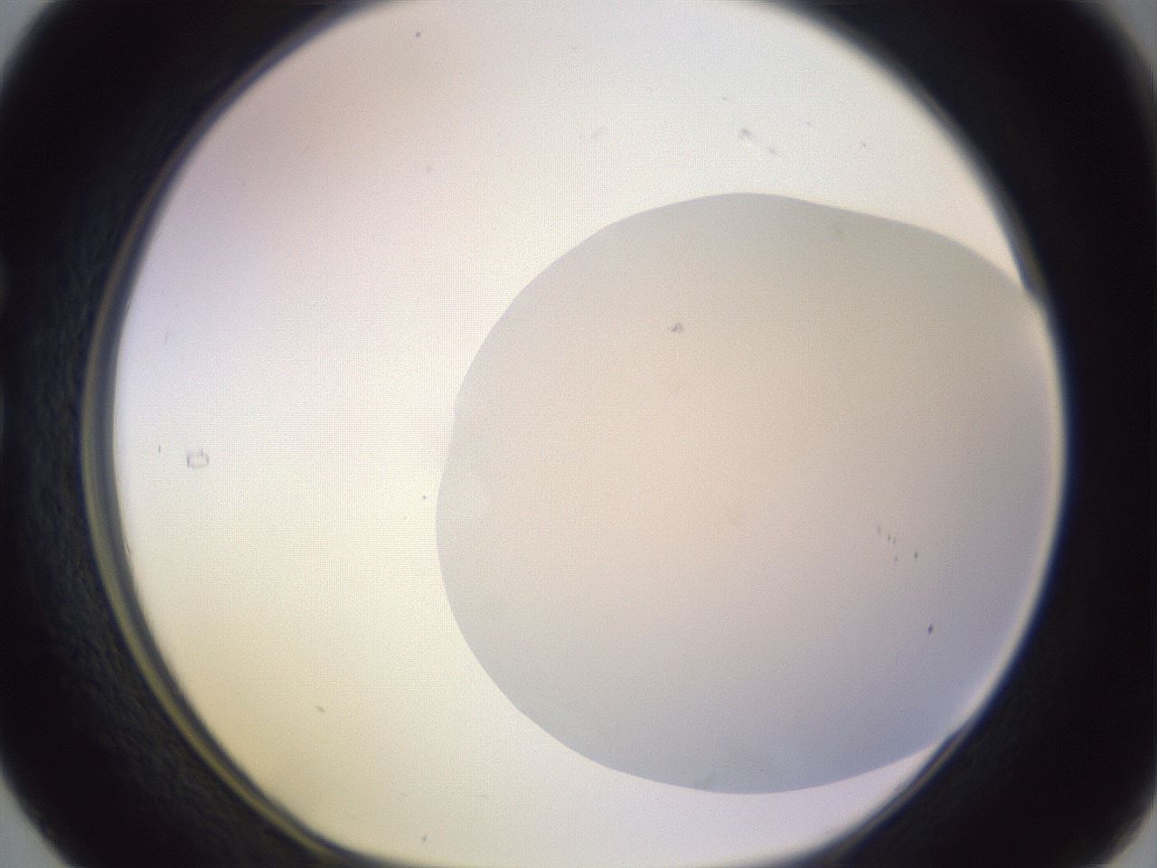folderID604_plateID1604_batchID6727_wellNum29_profileID1_d1_r105836_ef.jpg