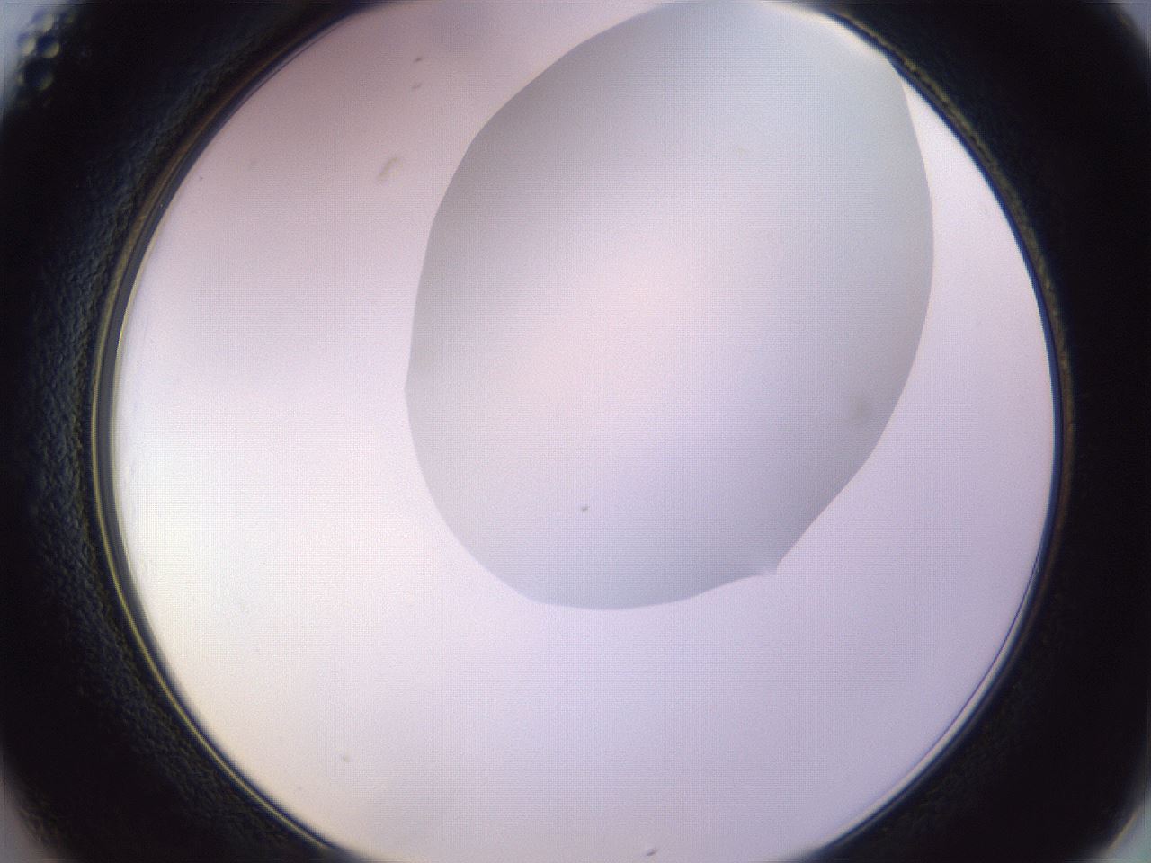 folderID604_plateID1604_batchID6727_wellNum25_profileID1_d2_r105829_ef.jpg