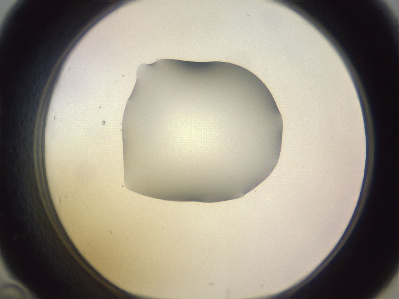 folderID604_plateID1604_batchID6727_wellNum46_profileID1_d1_r105870_ef.jpg