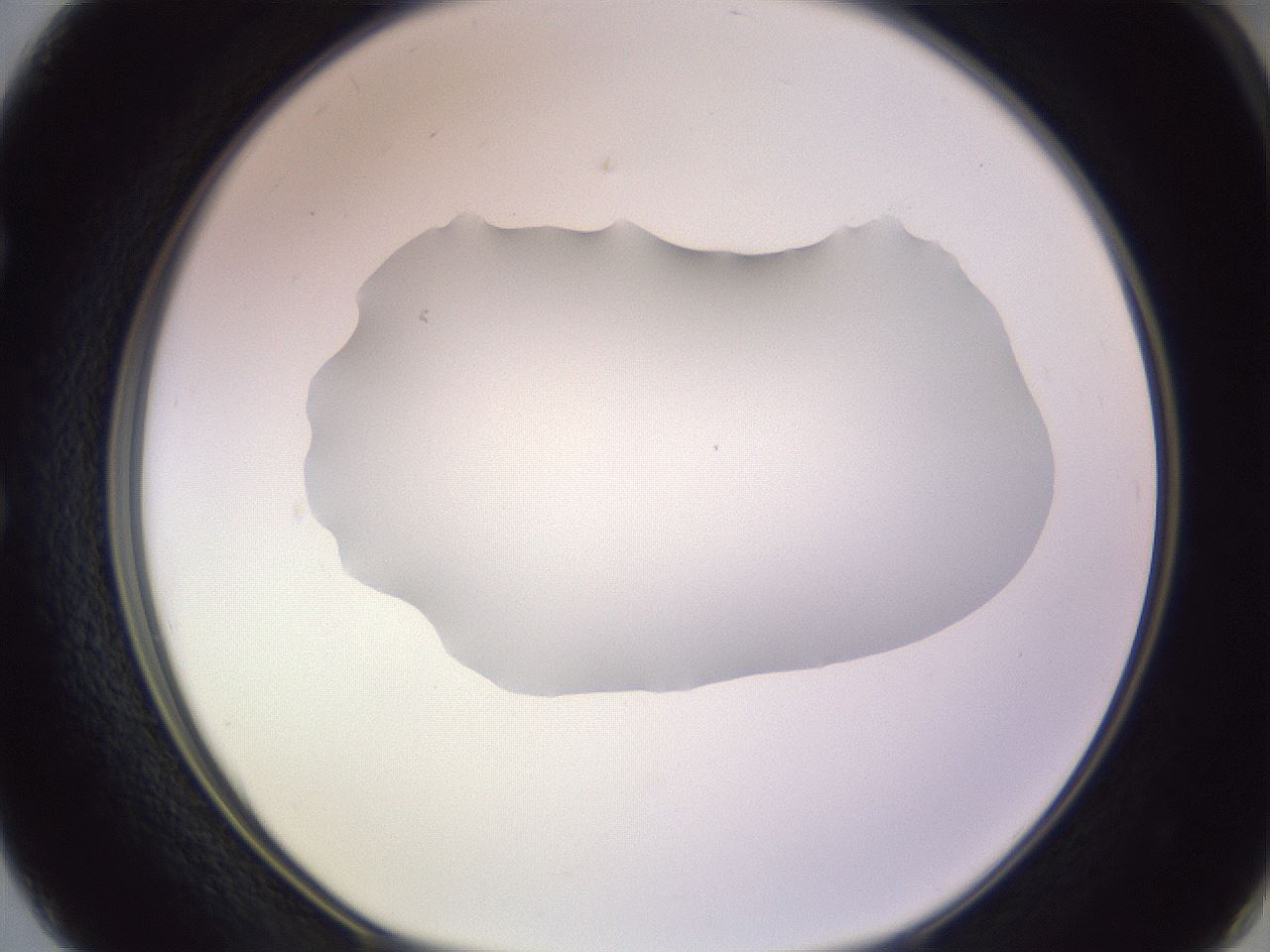 folderID604_plateID1604_batchID6727_wellNum50_profileID1_d1_r105878_ef.jpg