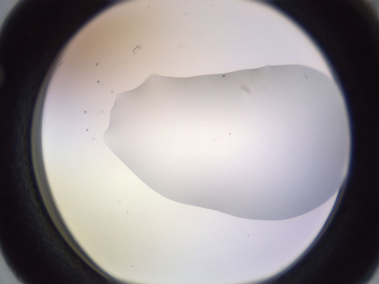 folderID604_plateID1604_batchID6727_wellNum63_profileID1_d1_r105904_ef.jpg
