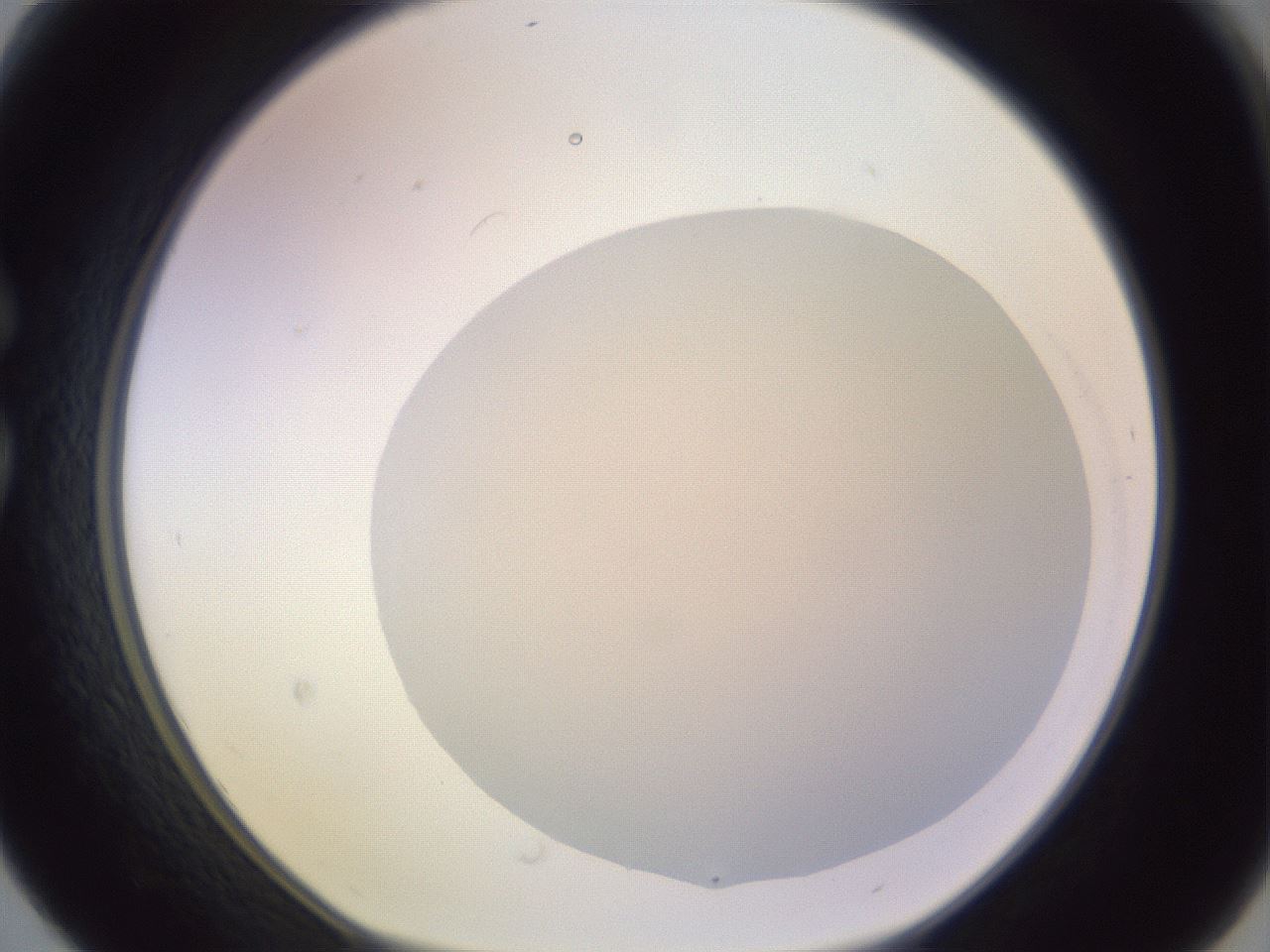 folderID604_plateID1604_batchID6727_wellNum30_profileID1_d1_r105838_ef.jpg