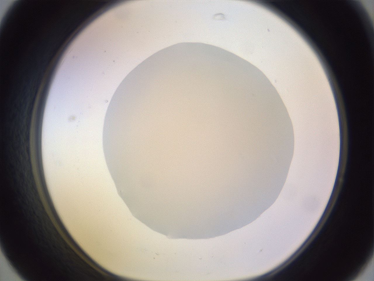 folderID604_plateID1604_batchID6727_wellNum31_profileID1_d1_r105840_ef.jpg