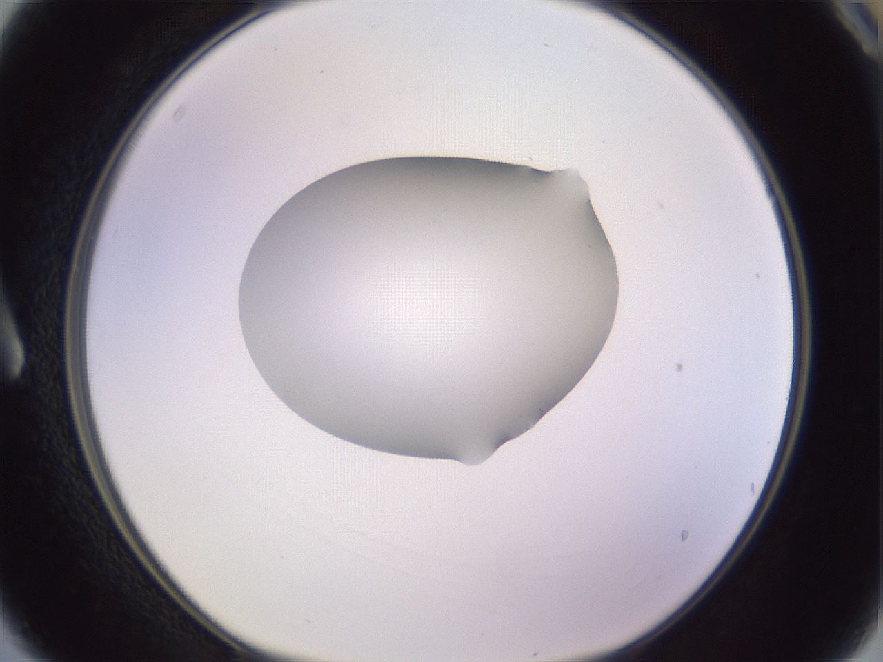 folderID604_plateID1604_batchID6727_wellNum3_profileID1_d1_r105784_ef.jpg