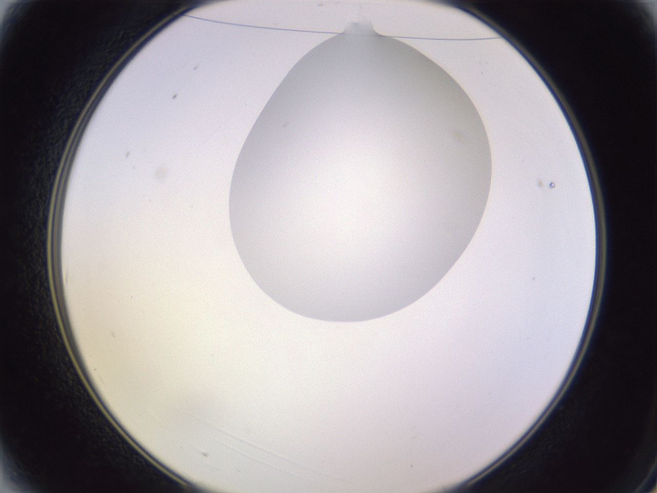 folderID604_plateID1604_batchID6727_wellNum3_profileID1_d2_r105785_ef.jpg