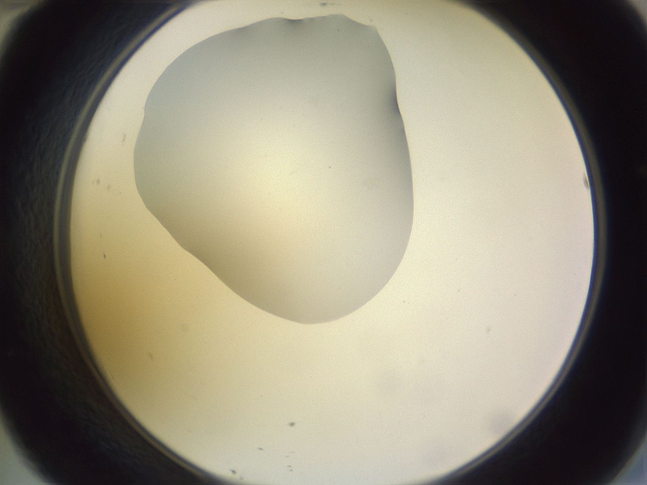 folderID604_plateID1604_batchID6727_wellNum46_profileID1_d2_r105871_ef.jpg