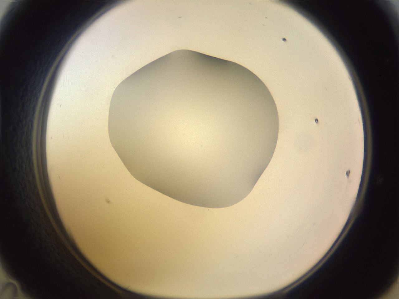 folderID604_plateID1604_batchID6727_wellNum47_profileID1_d1_r105872_ef.jpg