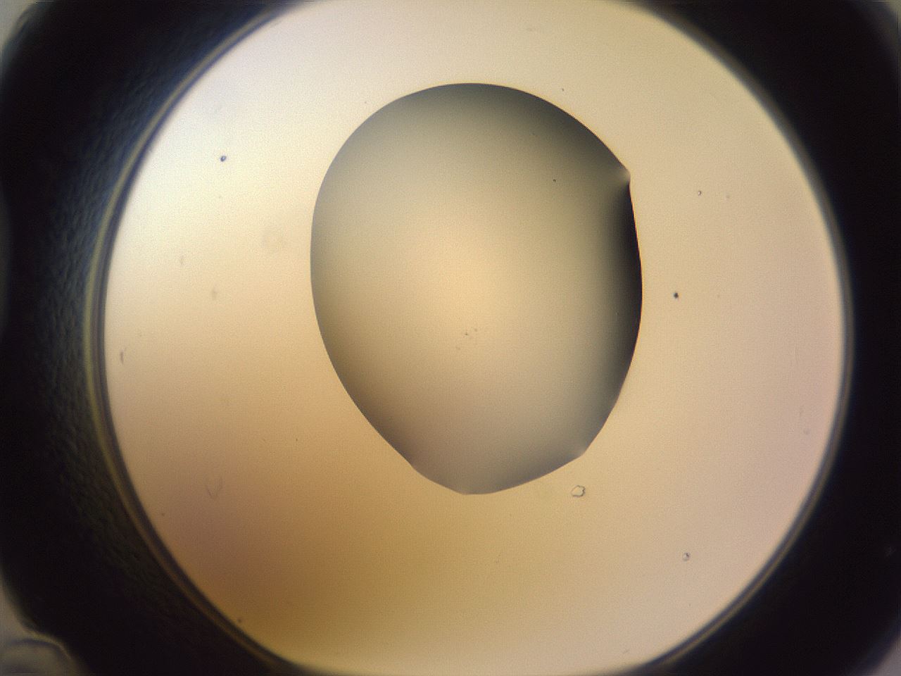 folderID604_plateID1604_batchID6727_wellNum48_profileID1_d1_r105874_ef.jpg