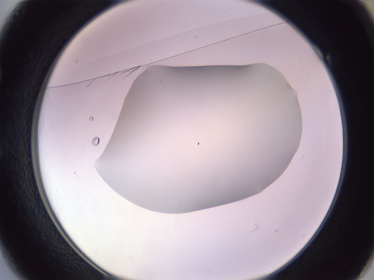 folderID604_plateID1604_batchID6727_wellNum49_profileID1_d1_r105876_ef.jpg