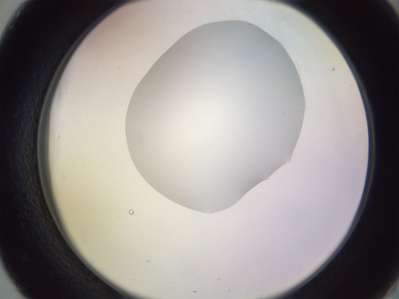 folderID604_plateID1604_batchID6727_wellNum51_profileID1_d2_r105881_ef.jpg
