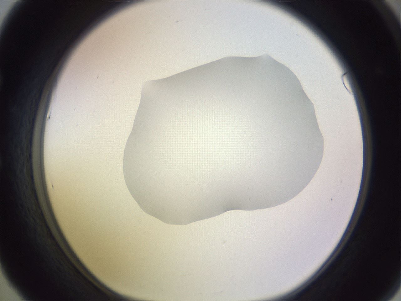 folderID604_plateID1604_batchID6727_wellNum53_profileID1_d1_r105884_ef.jpg