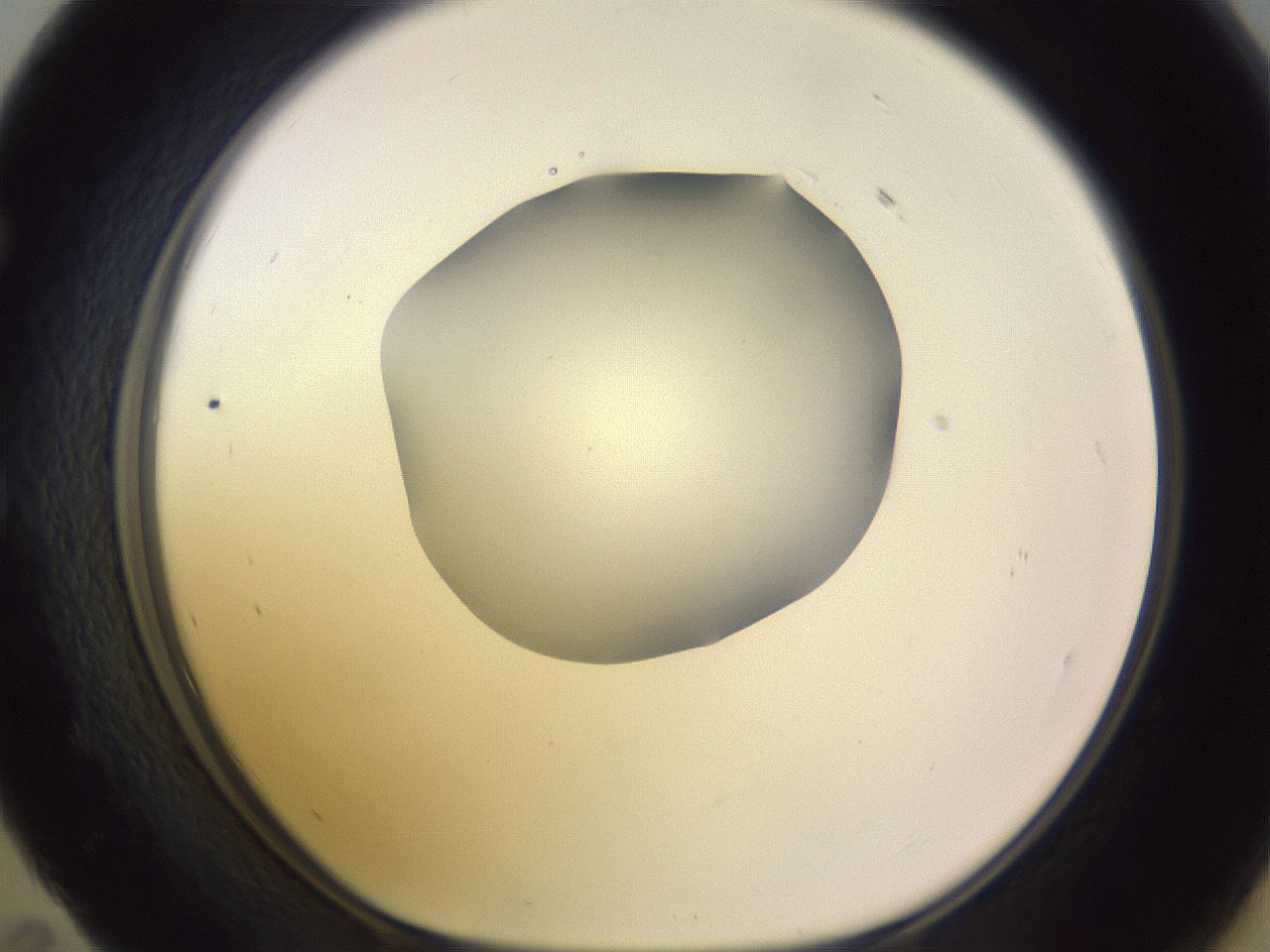 folderID604_plateID1604_batchID6727_wellNum59_profileID1_d1_r105896_ef.jpg