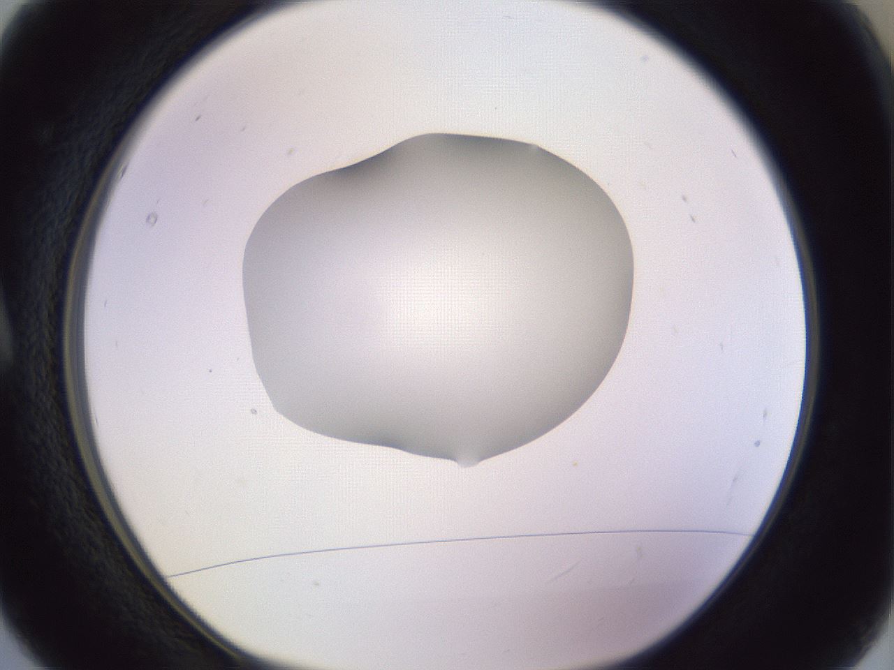 folderID604_plateID1604_batchID6727_wellNum5_profileID1_d1_r105788_ef.jpg