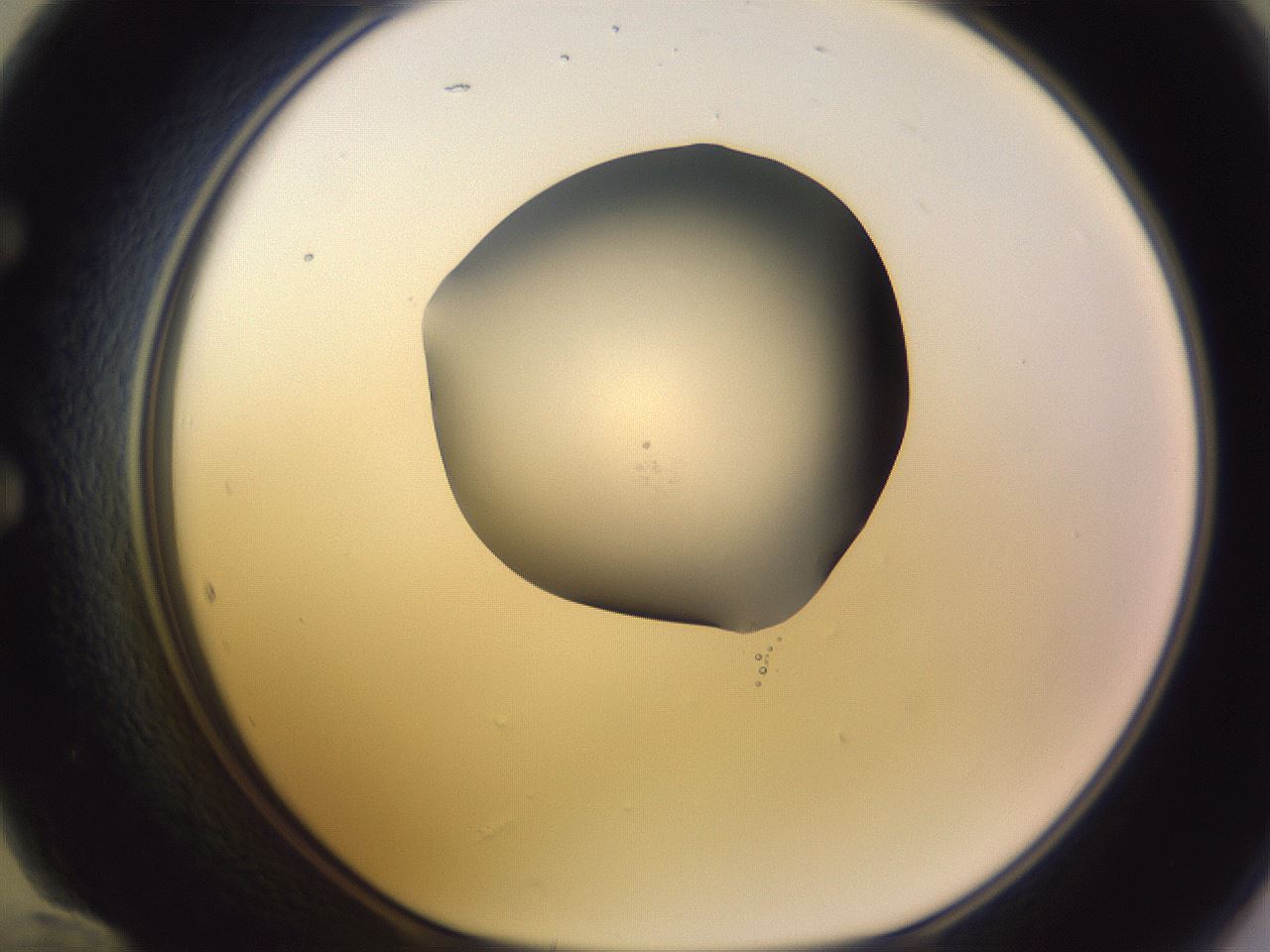 folderID604_plateID1604_batchID6727_wellNum60_profileID1_d1_r105898_ef.jpg