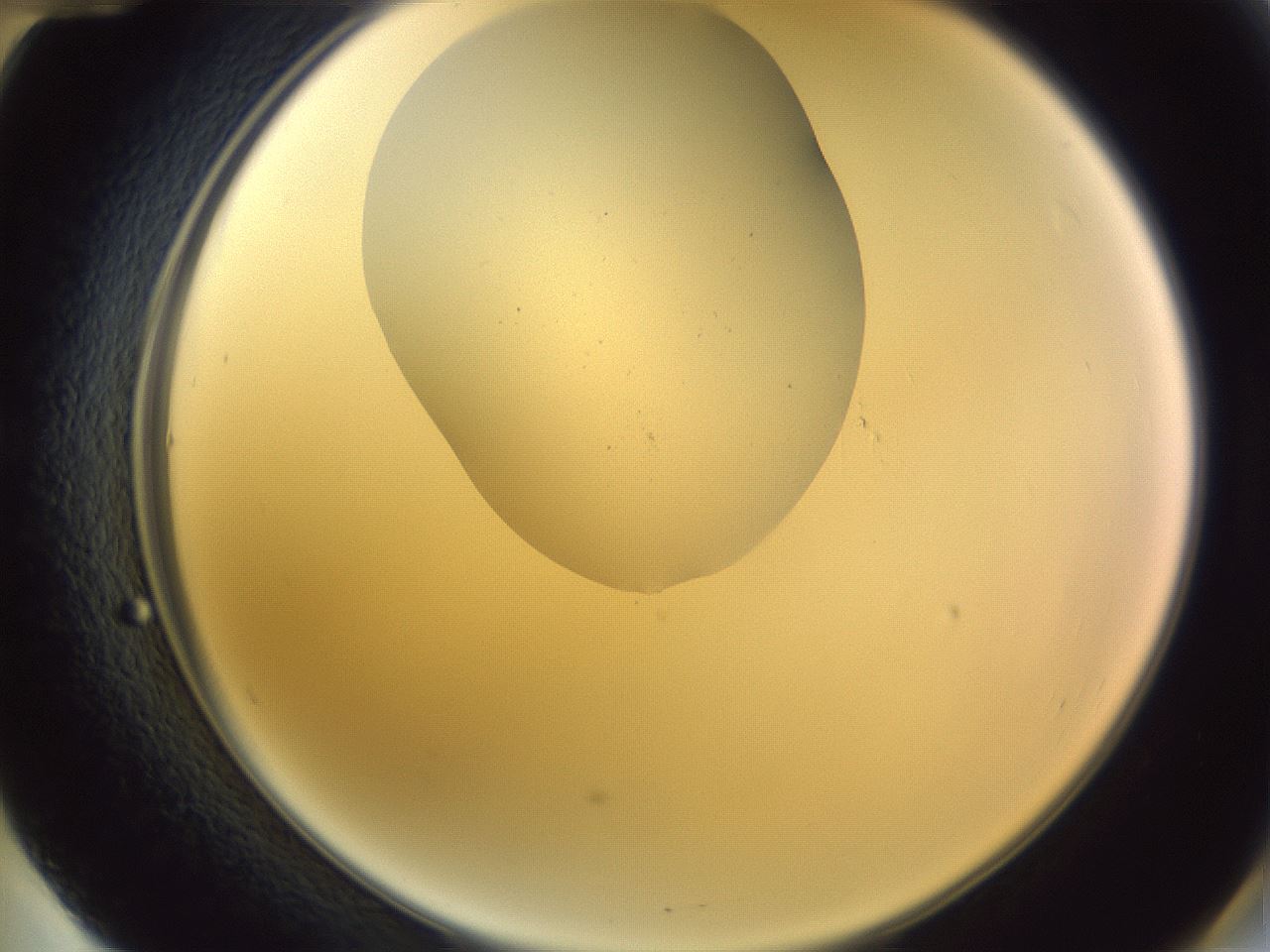 folderID604_plateID1604_batchID6727_wellNum60_profileID1_d2_r105899_ef.jpg