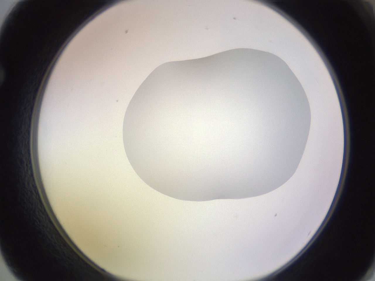 folderID604_plateID1604_batchID6727_wellNum62_profileID1_d1_r105902_ef.jpg