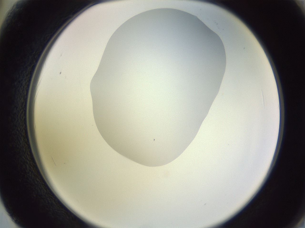 folderID604_plateID1604_batchID6727_wellNum62_profileID1_d2_r105903_ef.jpg