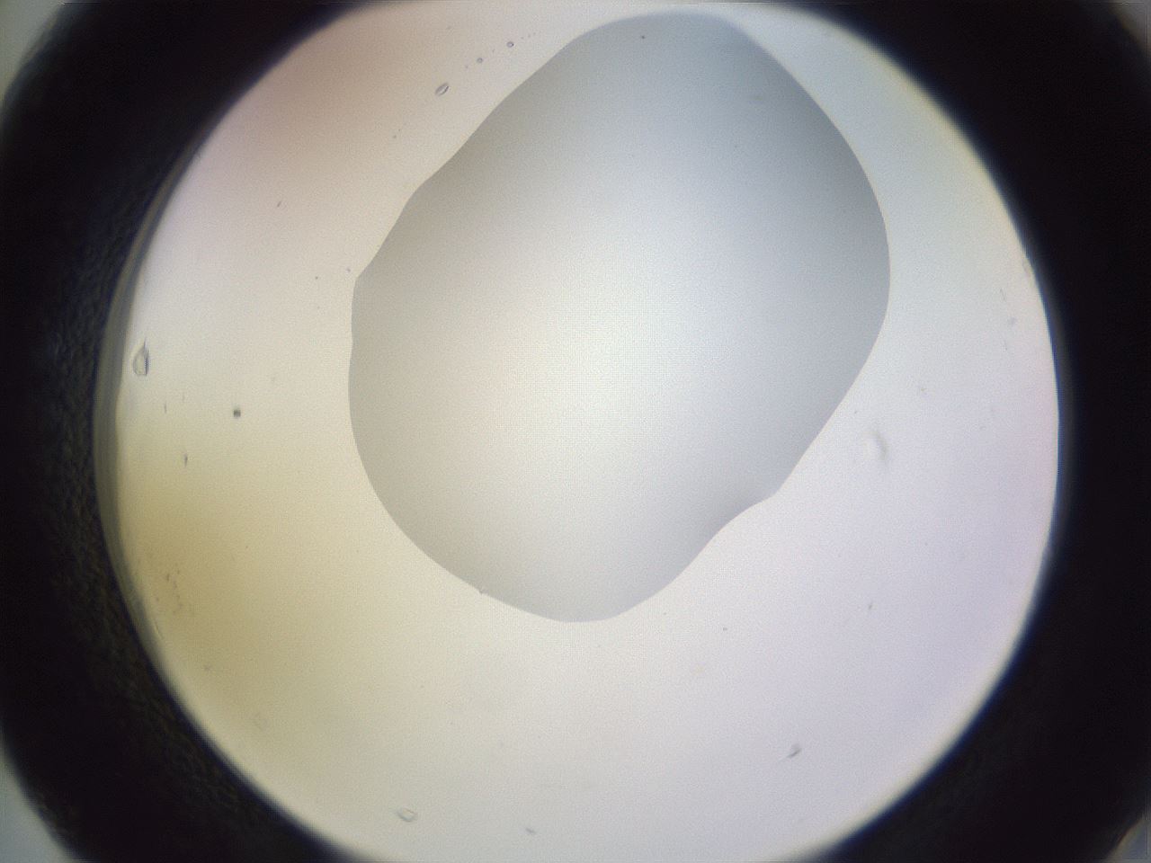 folderID604_plateID1604_batchID6727_wellNum63_profileID1_d2_r105905_ef.jpg