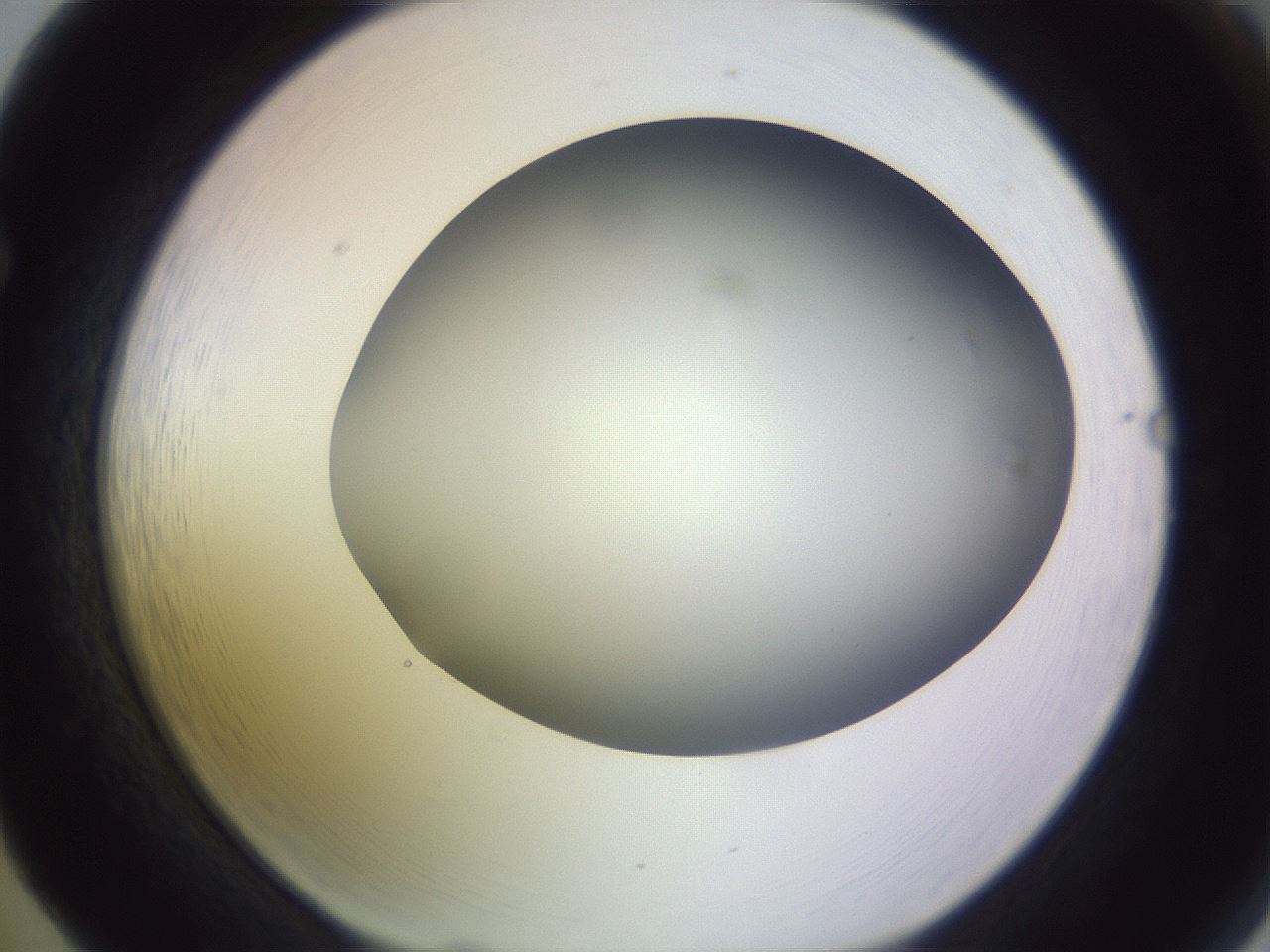 folderID604_plateID1604_batchID6727_wellNum65_profileID1_d1_r105908_ef.jpg