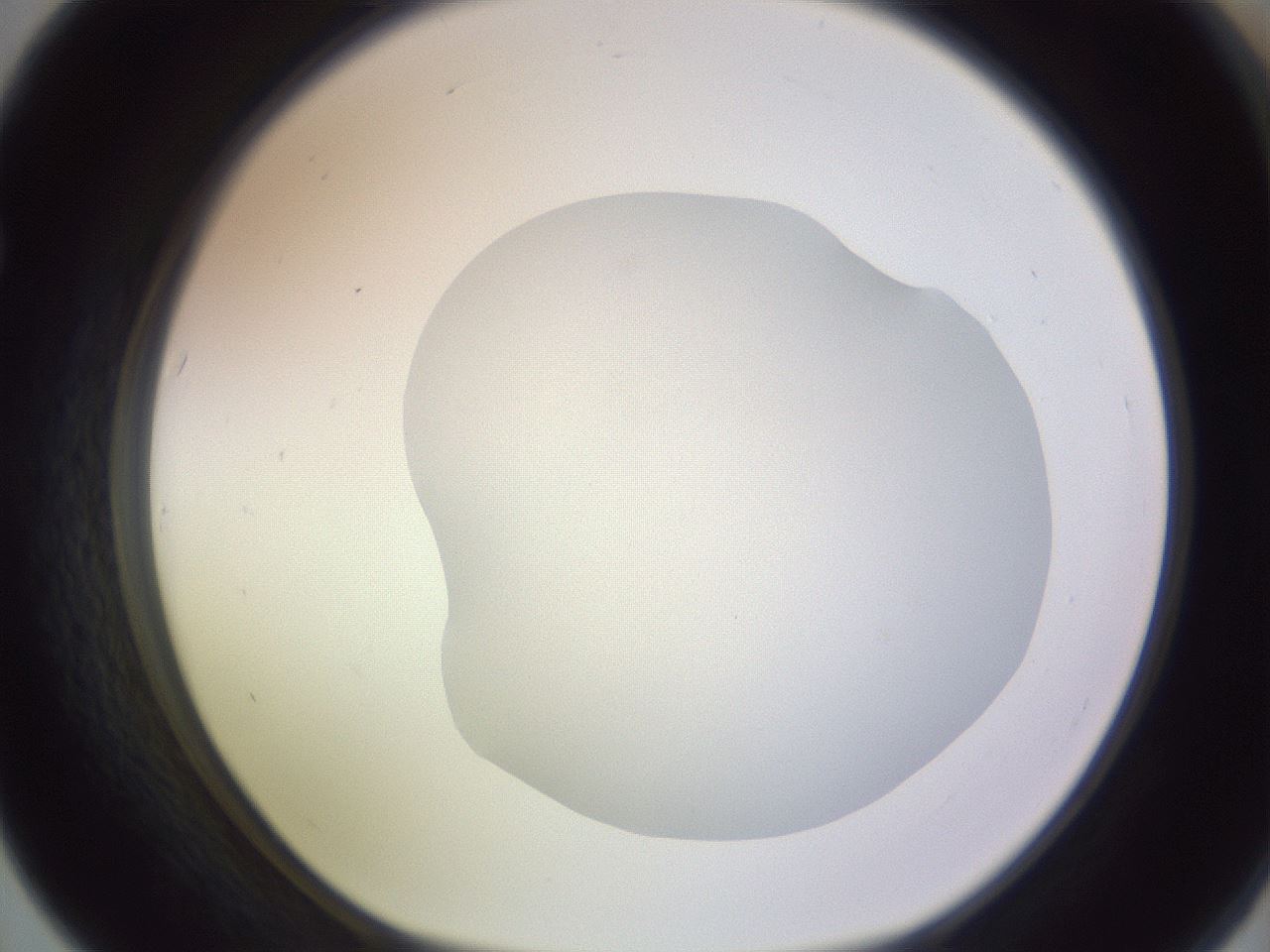 folderID604_plateID1604_batchID6727_wellNum67_profileID1_d1_r105912_ef.jpg
