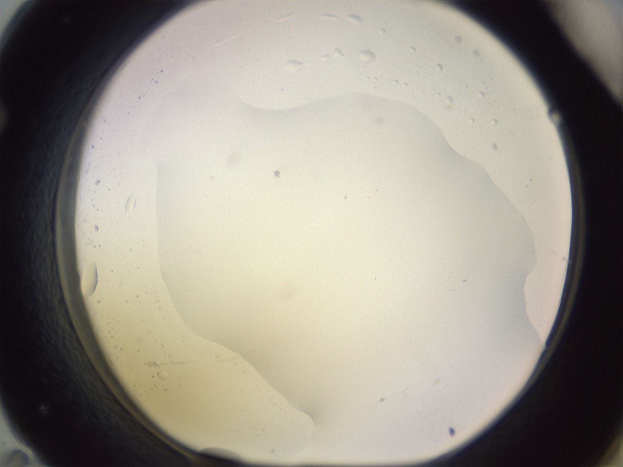 folderID604_plateID1604_batchID6727_wellNum71_profileID1_d1_r105920_ef.jpg