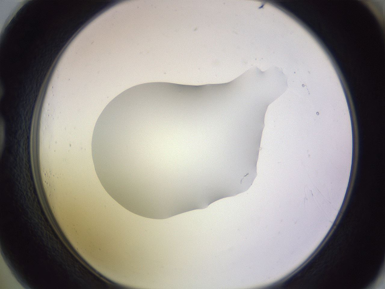 folderID604_plateID1604_batchID6727_wellNum73_profileID1_d1_r105924_ef.jpg