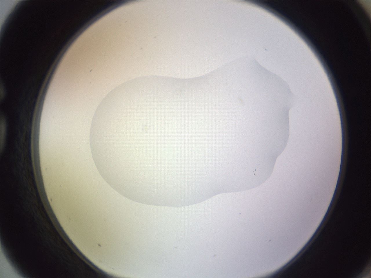 folderID604_plateID1604_batchID6727_wellNum75_profileID1_d1_r105928_ef.jpg