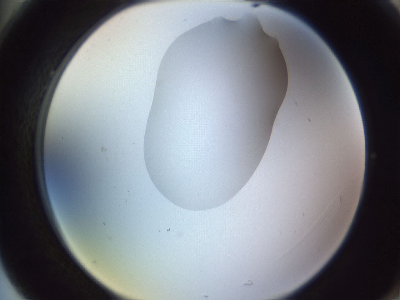 folderID604_plateID1604_batchID6727_wellNum77_profileID1_d2_r105933_ef.jpg