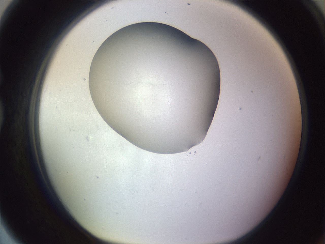 folderID604_plateID1604_batchID6727_wellNum79_profileID1_d1_r105936_ef.jpg