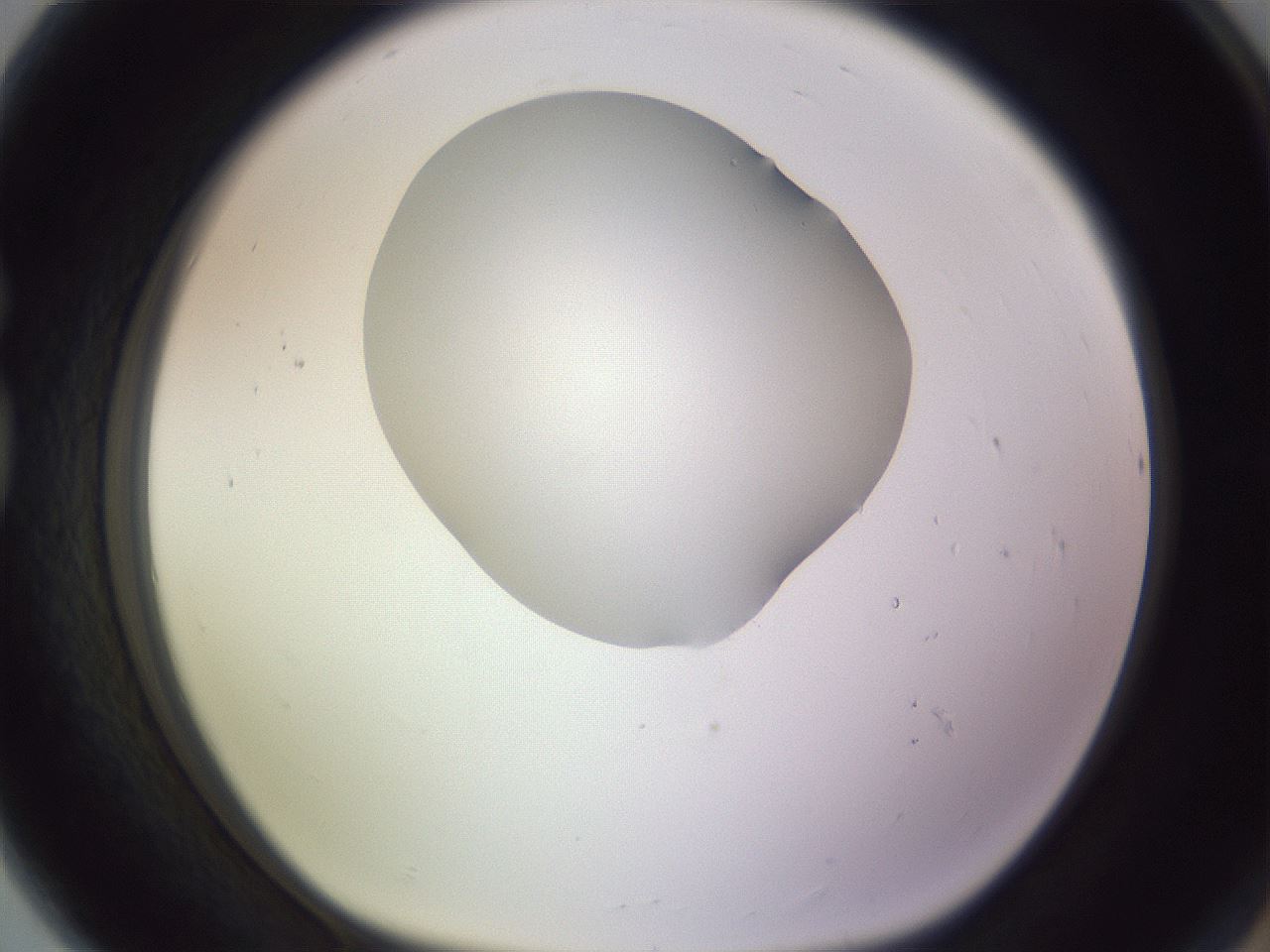 folderID604_plateID1604_batchID6727_wellNum80_profileID1_d1_r105938_ef.jpg