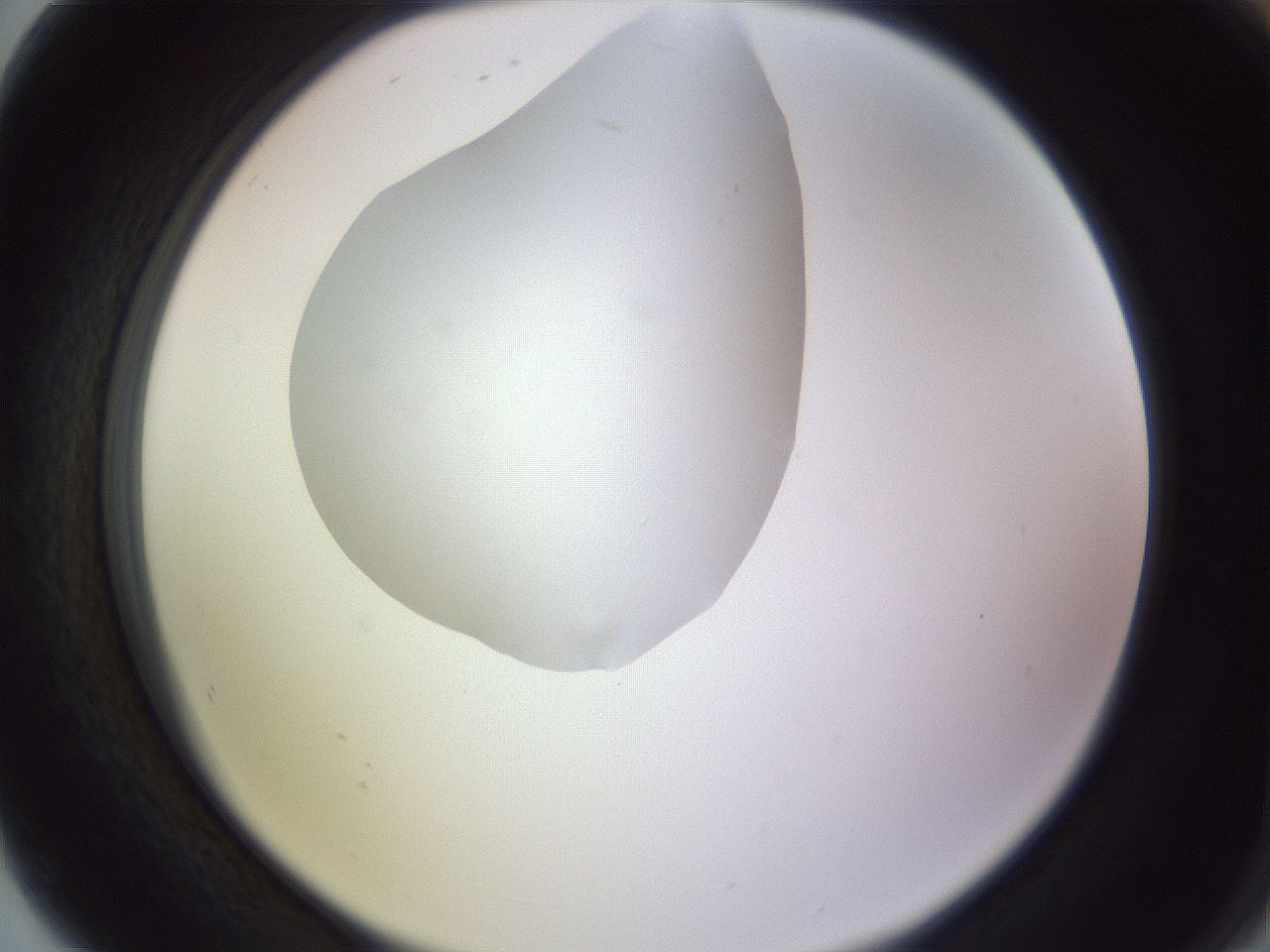 folderID604_plateID1604_batchID6727_wellNum80_profileID1_d2_r105939_ef.jpg