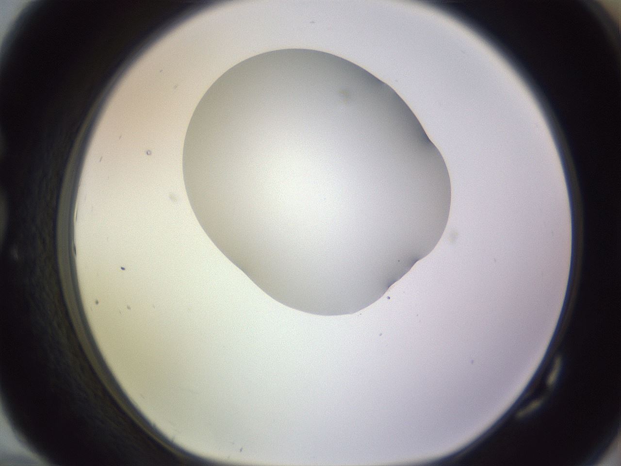 folderID604_plateID1604_batchID6727_wellNum82_profileID1_d1_r105942_ef.jpg