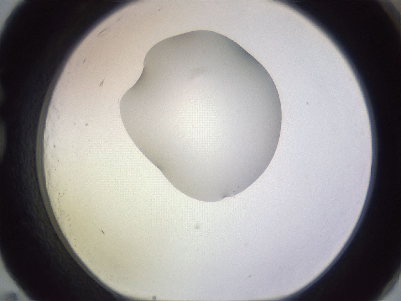 folderID604_plateID1604_batchID6727_wellNum83_profileID1_d1_r105944_ef.jpg