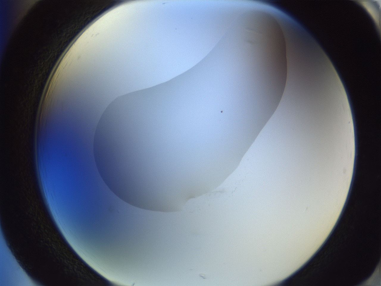 folderID604_plateID1604_batchID6727_wellNum85_profileID1_d2_r105949_ef.jpg