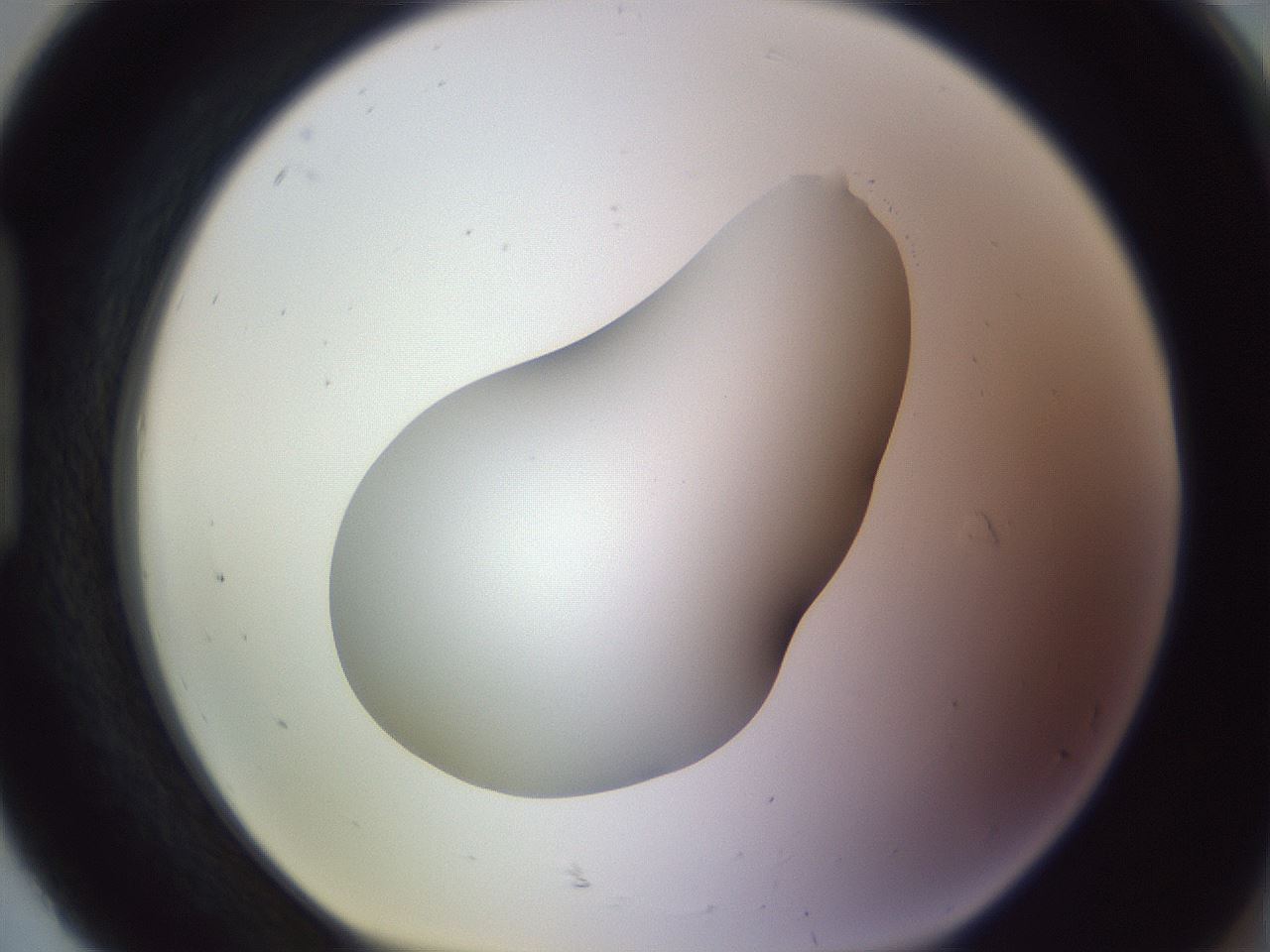folderID604_plateID1604_batchID6727_wellNum92_profileID1_d1_r105962_ef.jpg